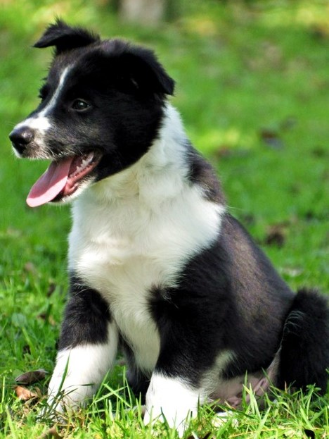 theoriekurs Hundehalterinnen online hundekurs mit Prüfung Zürich ZH